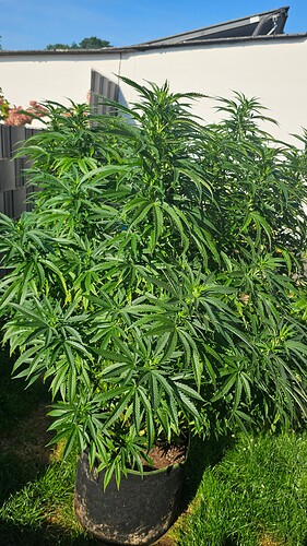Growreport Bild 3