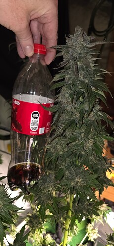 Growreport Bild 34