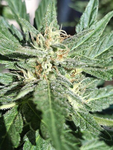Growreport Bild 123