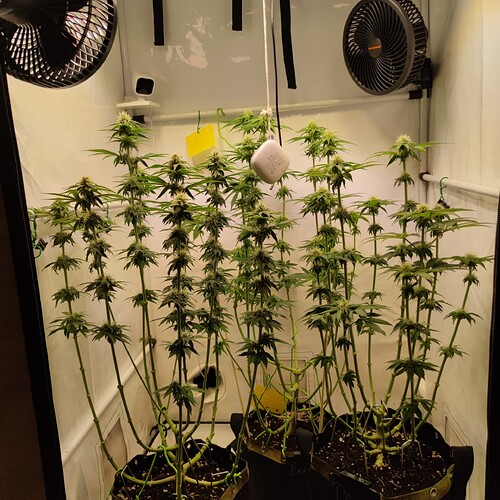 Growreport Bild 12