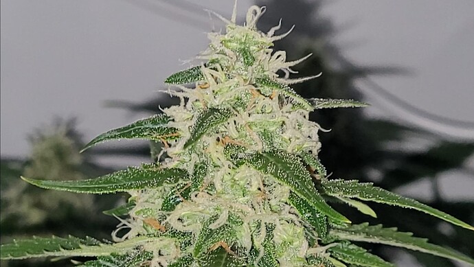 Screenshot_20240504_102952_Video Player