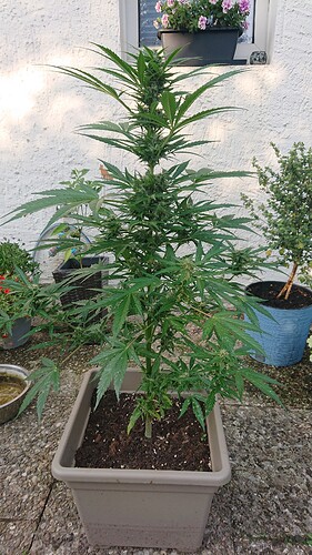 Growreport Bild 11