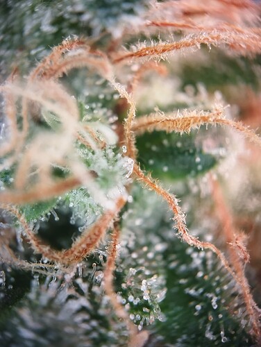 IMG_20250306_203734 - Kopie