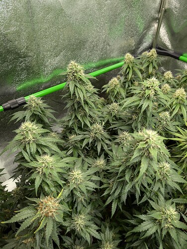 Growreport Bild 5