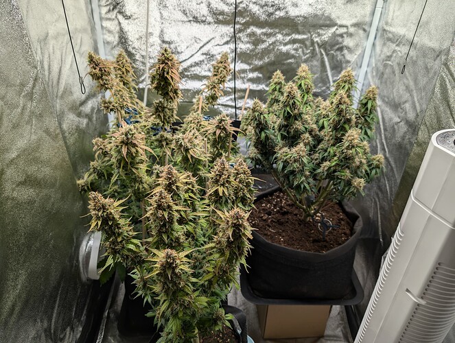 Growreport Bild 3