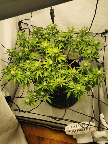 Growreport Bild 8