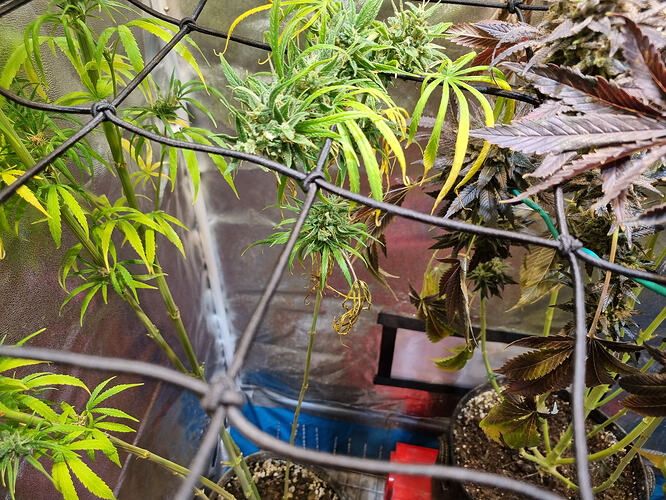 Nahaufnahme von zwei Cannabis-Pflanzen in der Blütephase, die durch ein Netz getrennt sind. Die linke Pflanze hat hellgrüne Blätter und einige Blütenansätze. Die rechte Pflanze zeigt dunklere, violette Blätter und reifere Blüten, einige davon mit gelblichen Verfärbungen.