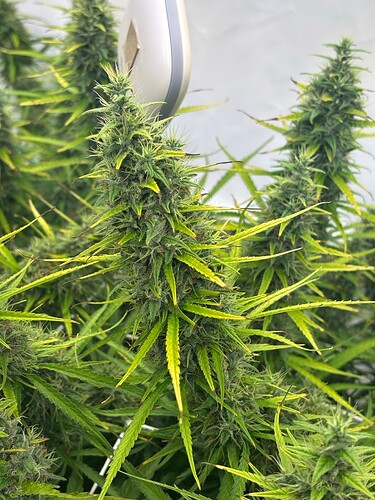 Growreport Bild 6