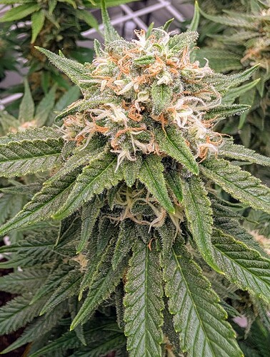 Growreport Bild 36