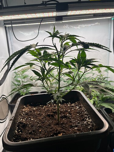 Growreport Bild 2