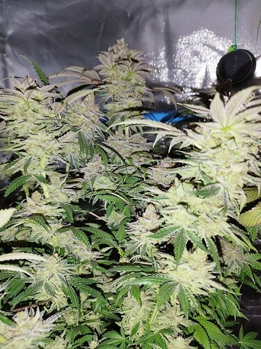 Growreport Bild 11