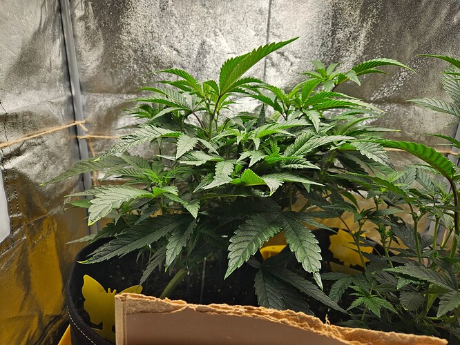 Growreport Bild 38