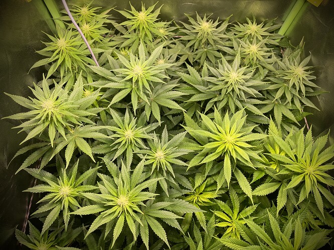 Growreport Bild 4