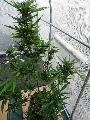 Growreport Bild 19