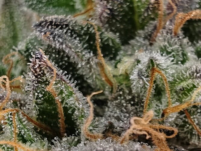 Growreport Bild 65