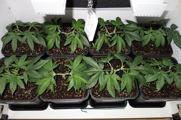 Growreport Bild 1