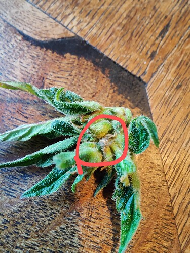 Growreport Bild 8
