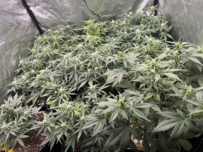 Growreport Bild 9