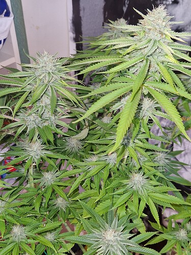 Growreport Bild 11