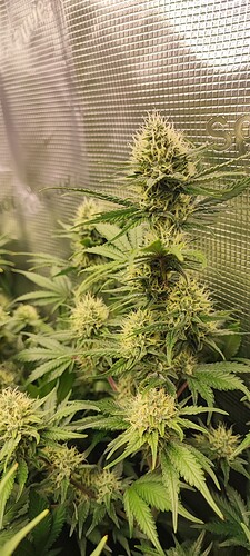 Growreport Bild 33