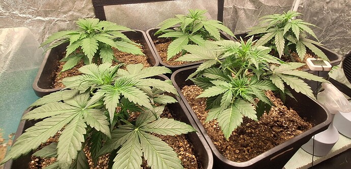Growreport Bild 6