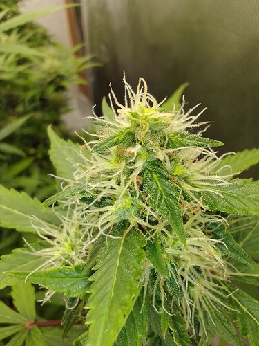 Growreport Bild 2