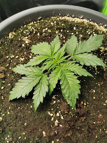 Growreport Bild 4