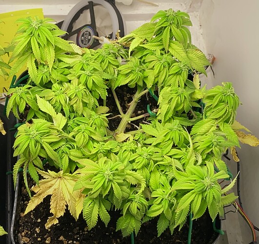 Growreport Bild 38