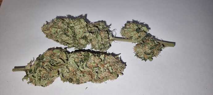 [Beendet] Buds machen mit Moonrocks, Sunrocks und Chemdog #4: Indoor, BB, Sanlight
