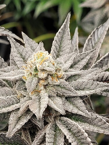 c59326dbfab68c4b2402c59379f42ee30459de5d