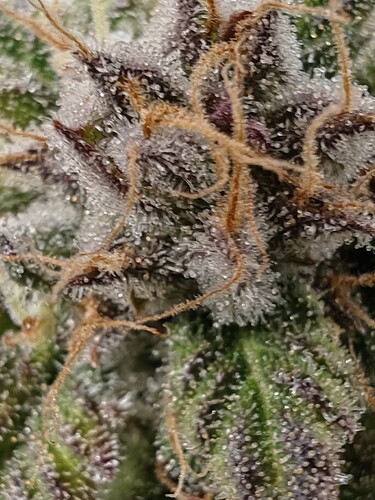 Growreport Bild 11