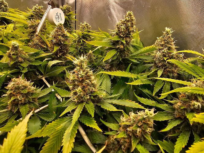 Growreport Bild 2