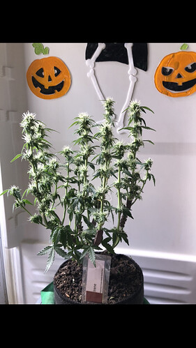 Growreport Bild 43