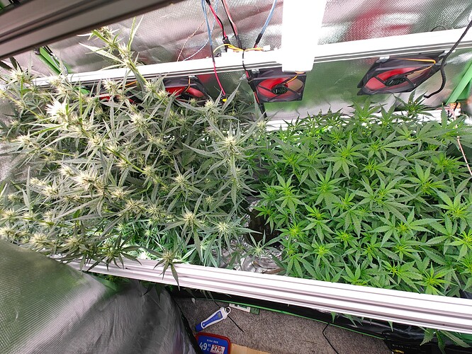 Growreport Bild 1