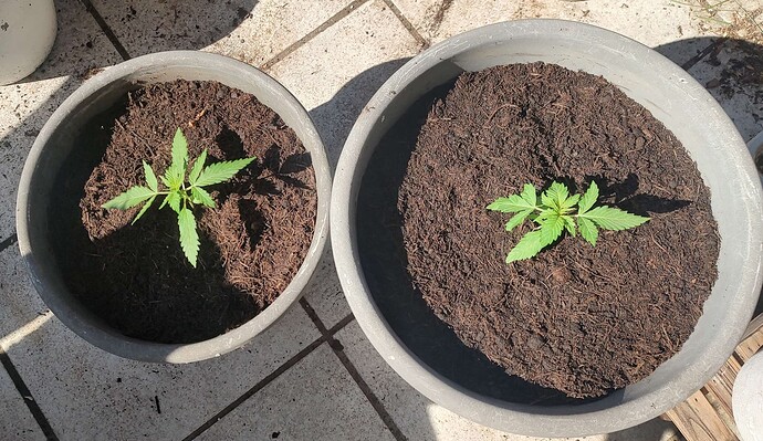 Growreport Bild 1