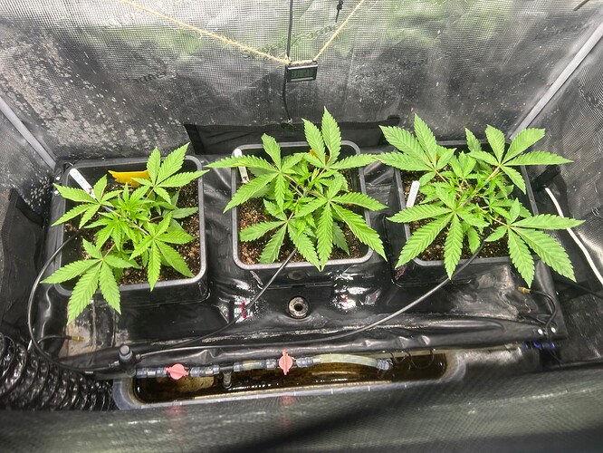 Growreport Bild 27