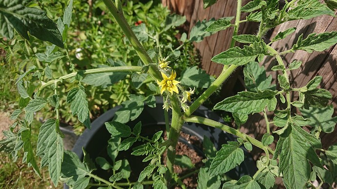 Growreport Bild 7
