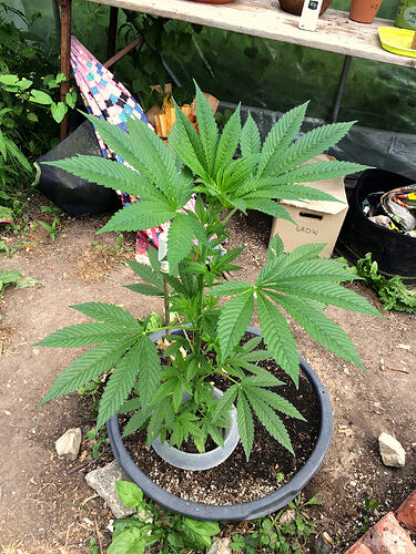 Grow26_0714_09