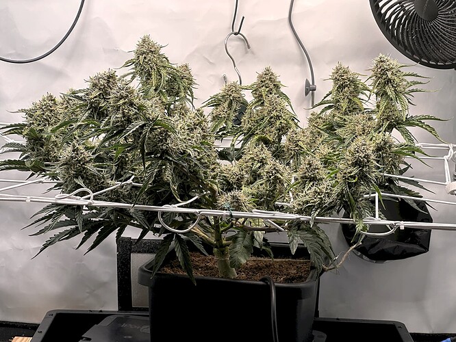 Growreport Bild 2