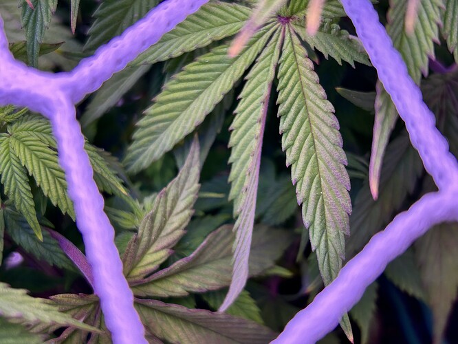 Nahaufnahme von Cannabis-Blättern, die durch ein violettes elastisches Netz (Scrog-Netz) wachsen, mit sichtbaren violetten Verfärbungen an den Blatträndern.