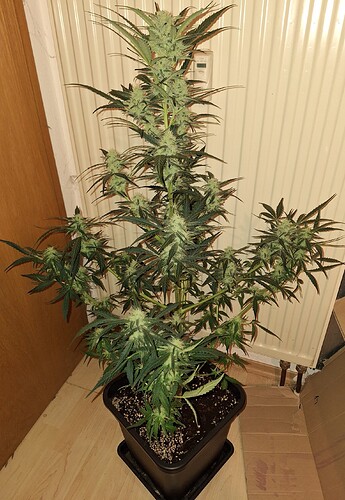 Growreport Bild 2