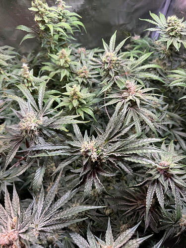 Growreport Bild 35