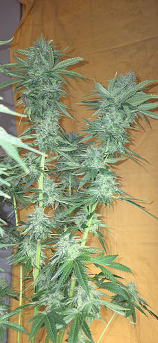 Growreport Bild 40