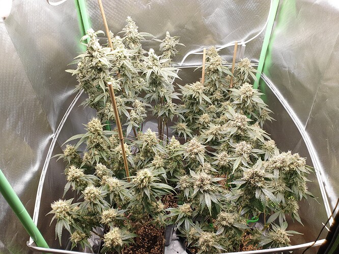 Growreport Bild 1