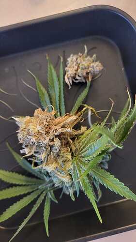Growreport Bild 1