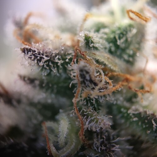 Growreport Bild 14