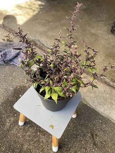 Growreport Bild 19