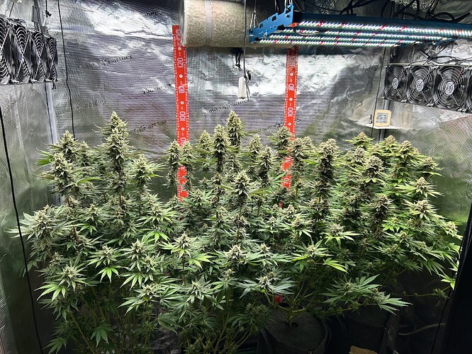 Zwei blühende Cannabispflanzen in einem Growzelt unter LED-Beleuchtung mit sichtbaren Messlatten.