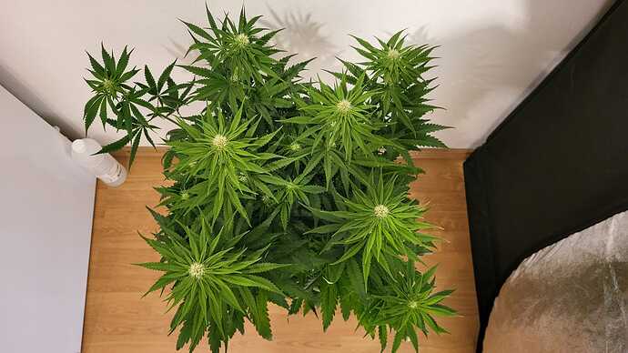 Growreport Bild 8
