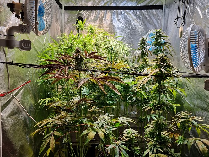 Mehrere Cannabis-Pflanzen in der Blütephase in einem Zelt, beleuchtet von einer Lampe und belüftet von zwei Ventilatoren.